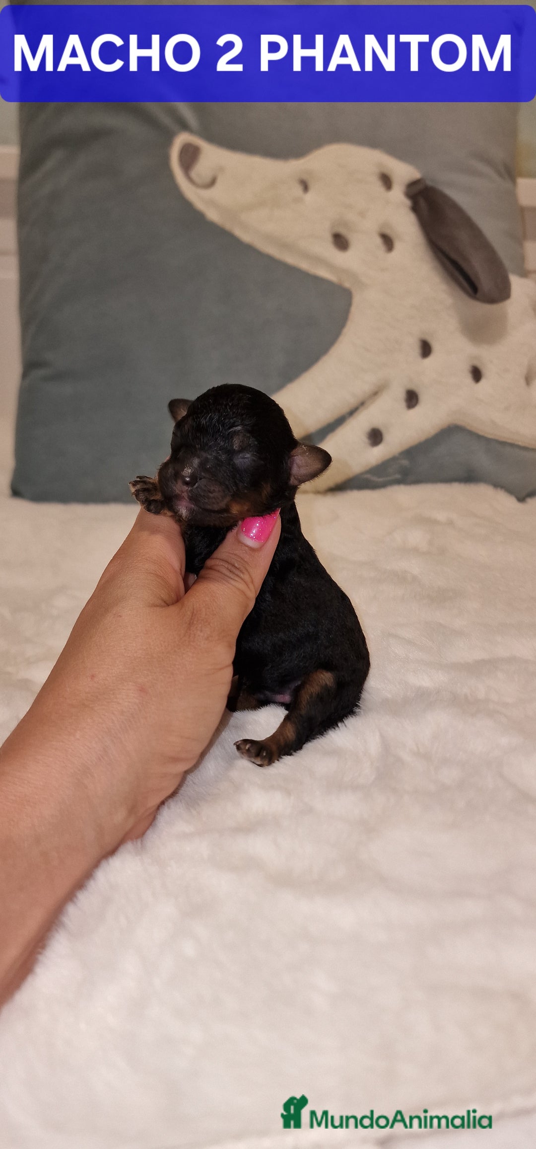 Caniche Toy perros en venta: CANICHES TOY MACHOS Y HEMBRA - Imagen 3