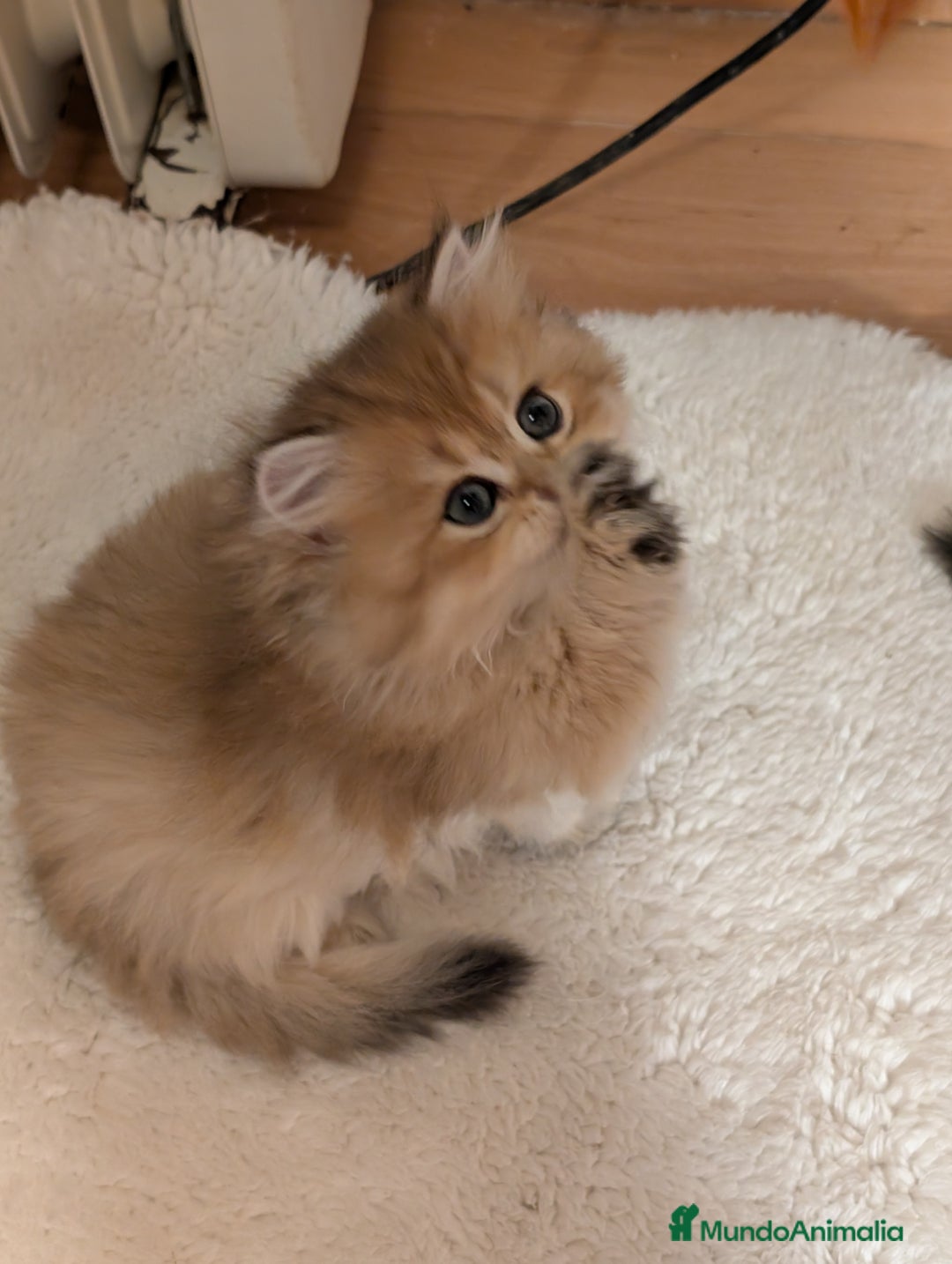 Británico de Pelo Largo gatos en venta:  2gatitos color exclusivo british golden longhair  - Anuncio 25