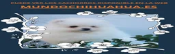 Pomerania perros en venta: IMPRESIONANTES CACHORRITOS DE POMERANIAS  - Anuncio 11