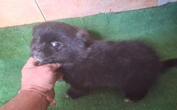 Raza Mixta perros en venta: Pomerania con Yorsay  - Anuncio 3