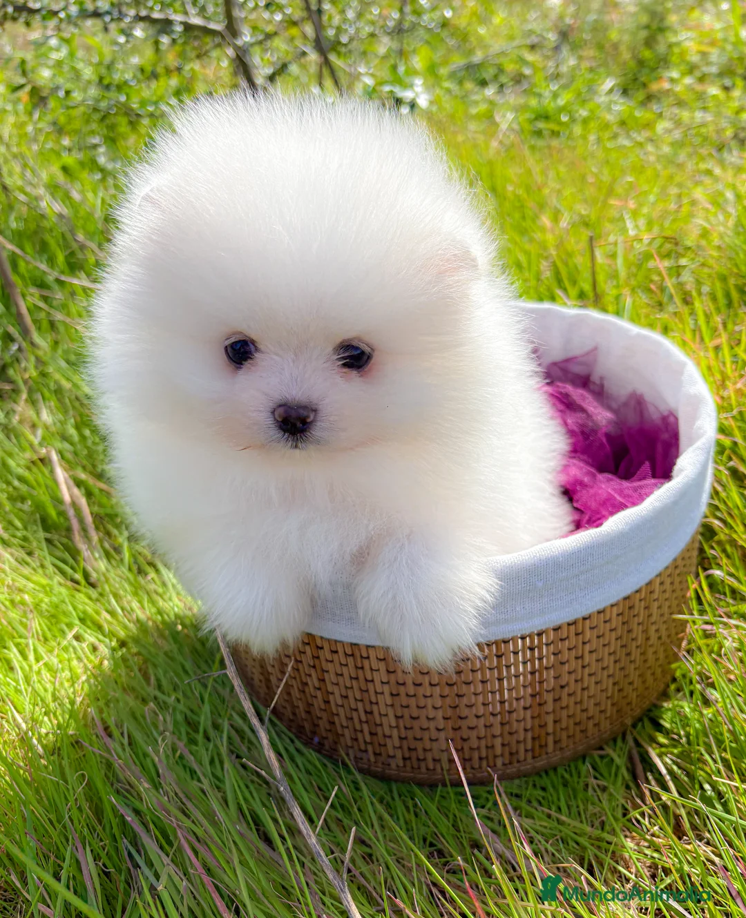 Pomerania perros en venta: Lulu de Pomerania - Anuncio 4