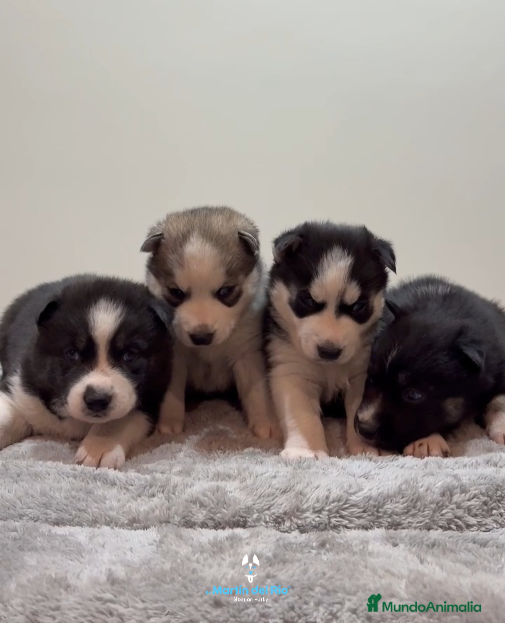 Husky Siberiano perros CACHORROS Siberian Husky Agouti. - Anuncio 12