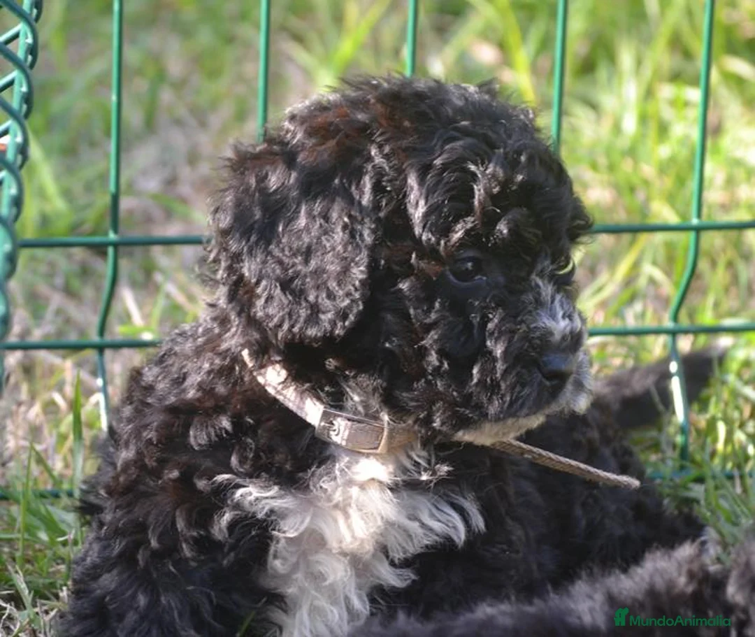 Perro de Agua Español perros en venta: CACHORRO PERRO DE AGUA ESPAÑOL  - Anuncio 33