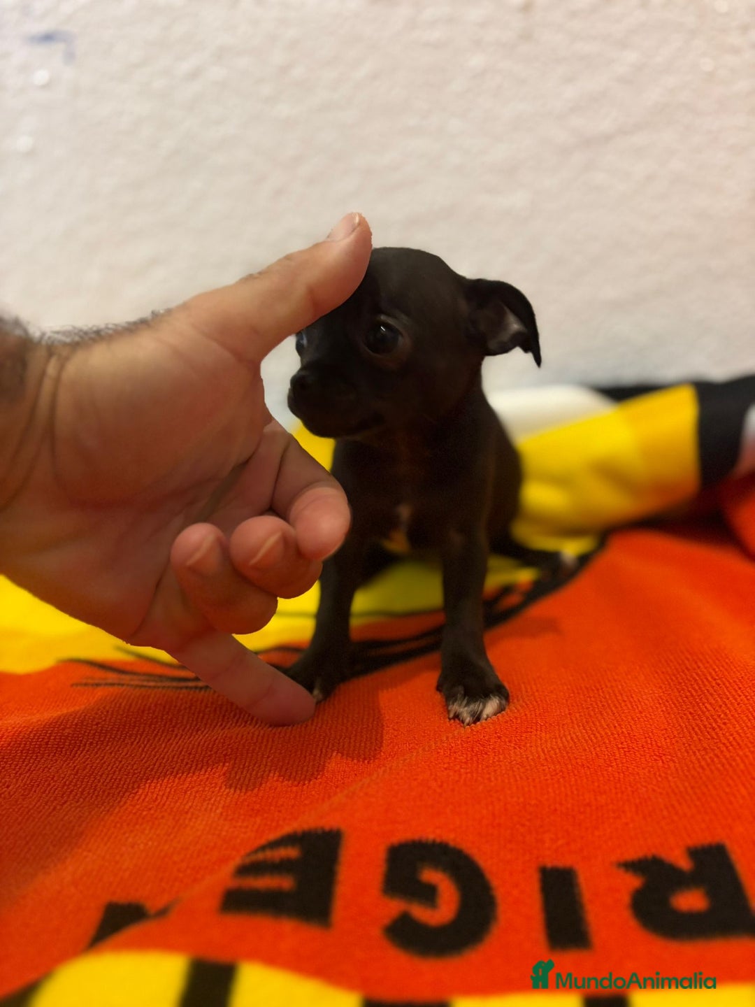 Chihuahua perros en venta: Chihuahua toy - Imagen 22