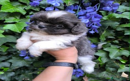 Shih Tzu perros en venta: Shihtzu - Imagen 2