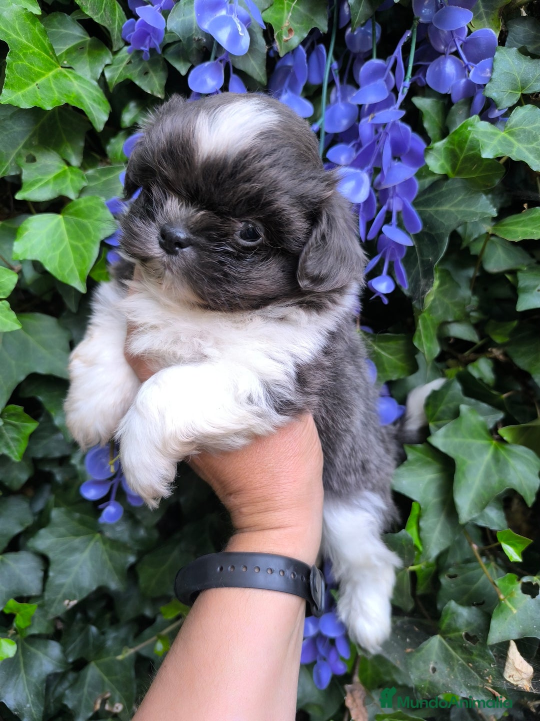 Shih Tzu perros en venta: Shihtzu - Imagen 2