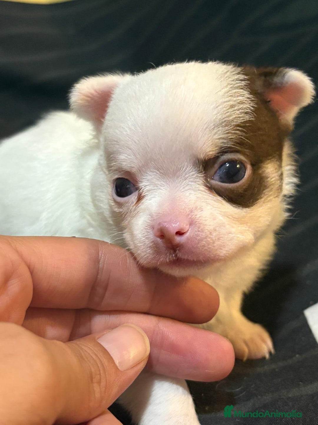 Chihuahua perros en venta: Chihuahua toy rusos - Imagen 7