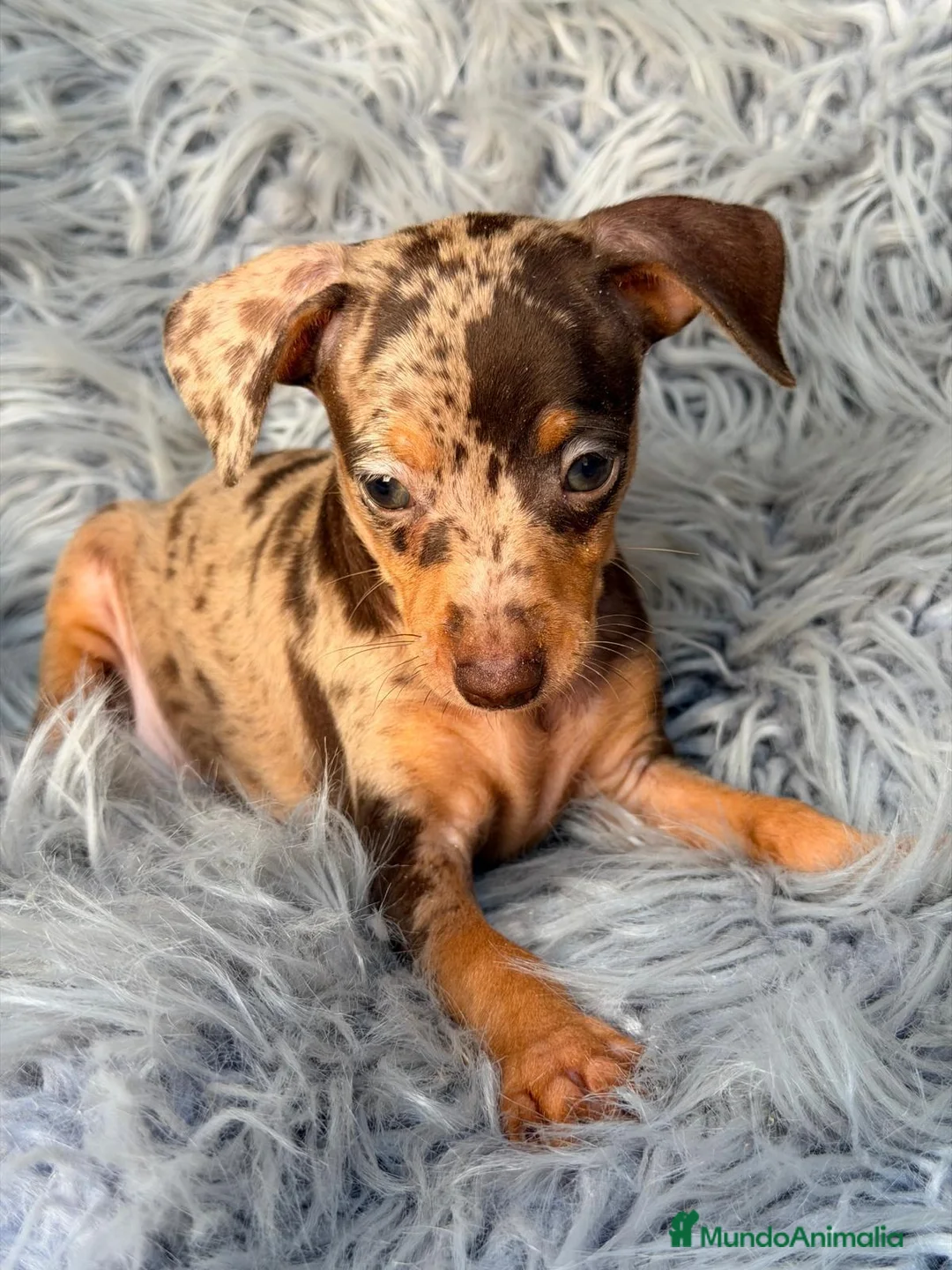 Pinscher Miniatura perros en venta: MINI PINCHER MERLE CHOCOLATE - Anuncio 1