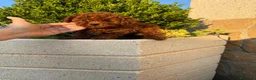 Caniche Toy perros en venta: Caniche Toy, nueva camada !!! Asiáticos  - Anuncio 4
