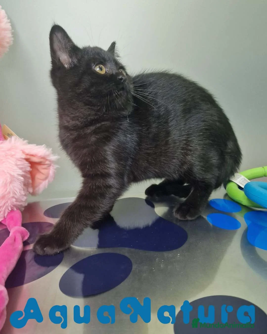 Británico de Pelo Corto gatos en venta: British Shorthair Macho 1739 AQUANATURA - Anuncio 4