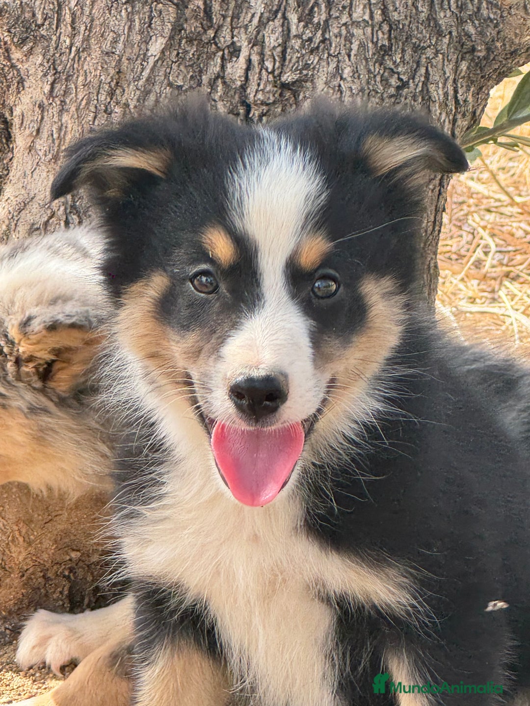 Border Collie perros en venta: BORDER COLLIE  - Anuncio 5