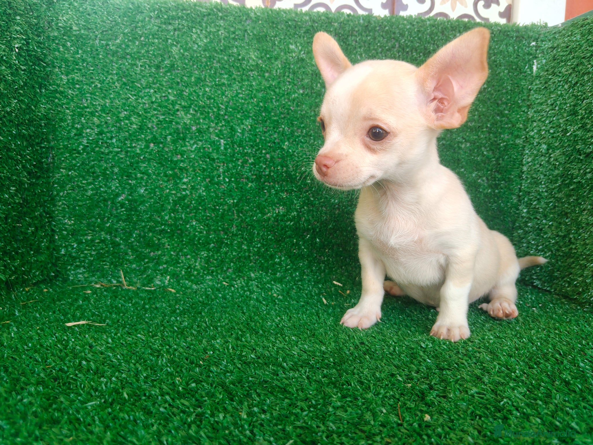 Chihuahua perros en venta: Chihuahua  - Anuncio 9