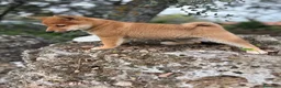 Shiba Inu perros en venta: Shiba Inú con toda la vacuanion completa  - Anuncio 3