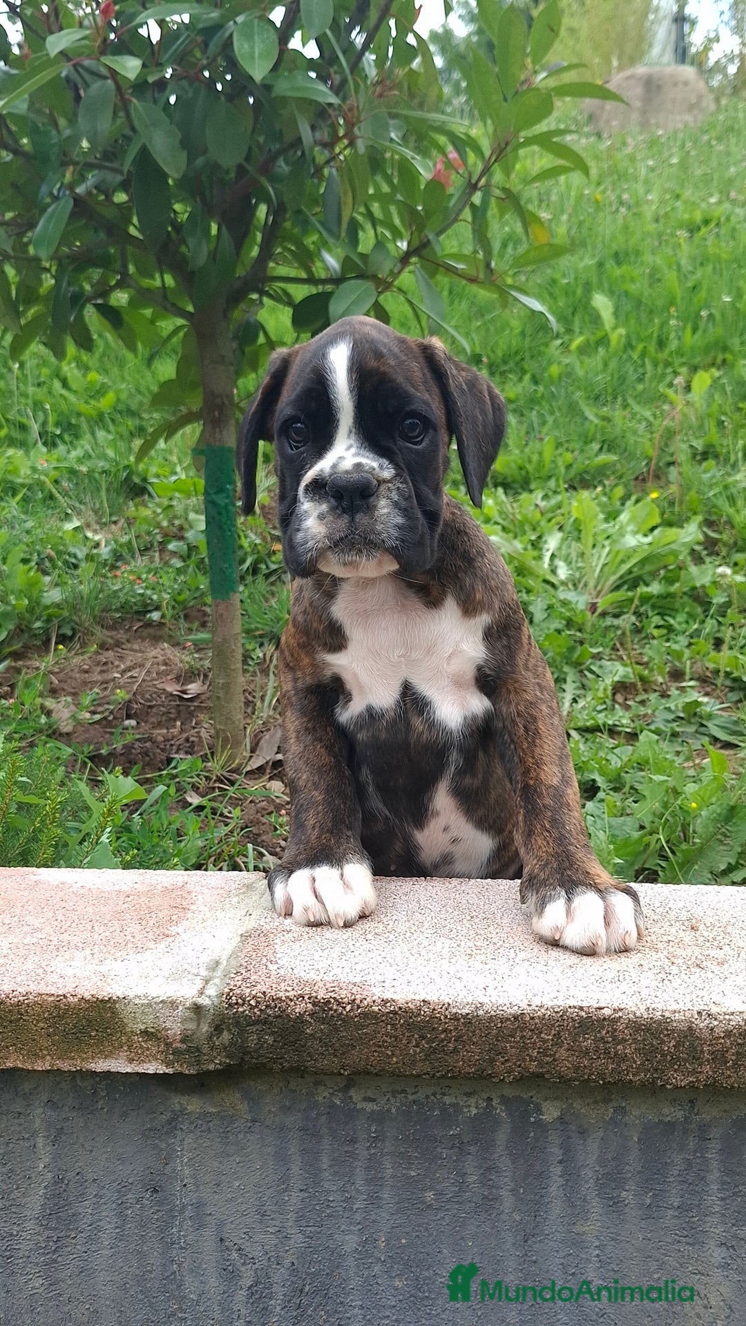 Boxer perros en venta: BOXER ATIGRADO - Imagen 5