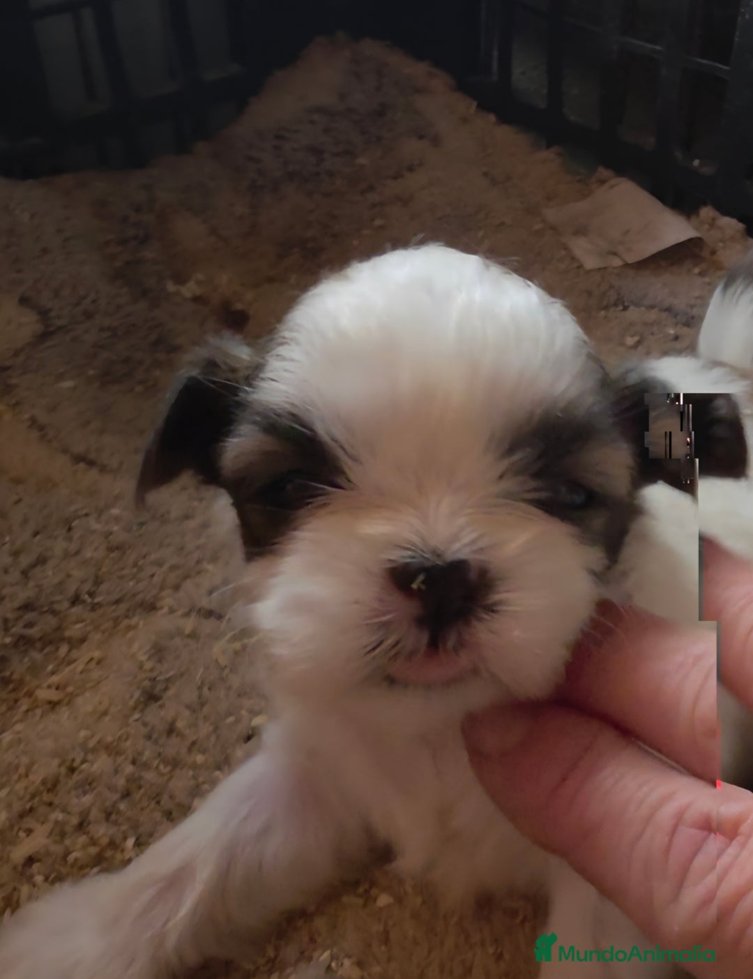 Shih Tzu perros en venta: Shiht-zu  - Anuncio 2