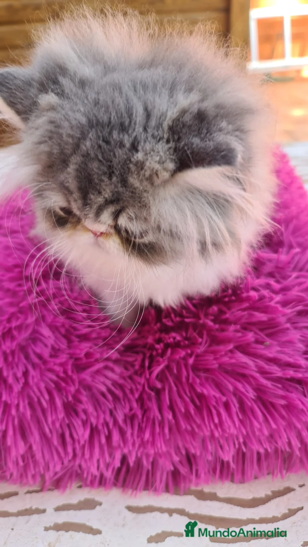 Himalayo gatos en venta: Ideal macho Himalayo en Madrid - Anuncio 4