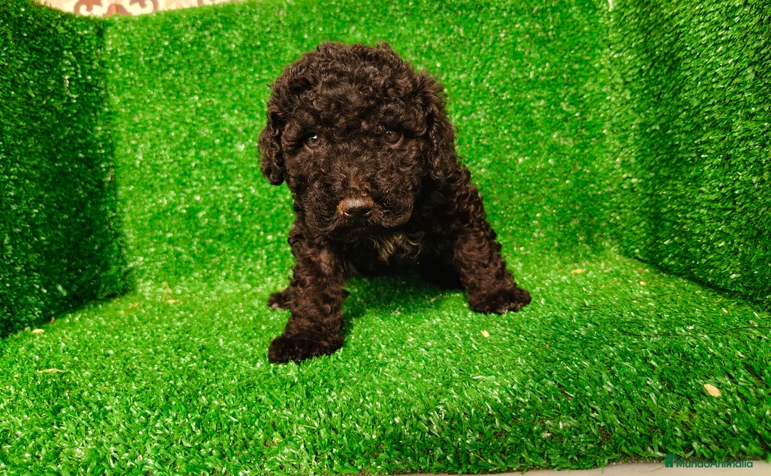 Perro de Agua Español perros en venta: Perros de agua - Anuncio 2