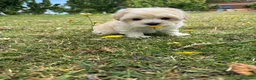 Maltipoo perros en venta: Maltipoo Macho disponible  - Anuncio 1