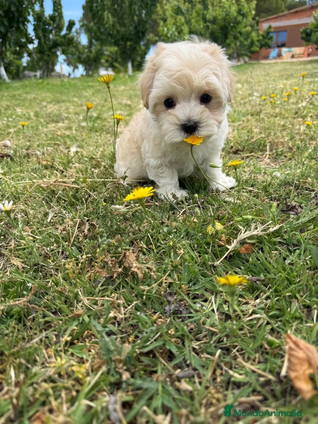 Maltipoo perros en venta: Maltipoo Macho disponible  - Anuncio 1