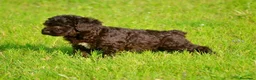 Perro de Agua Español perros en venta: CAMA DE PERRO DE AGUA ESPAÑOL  - Anuncio 3