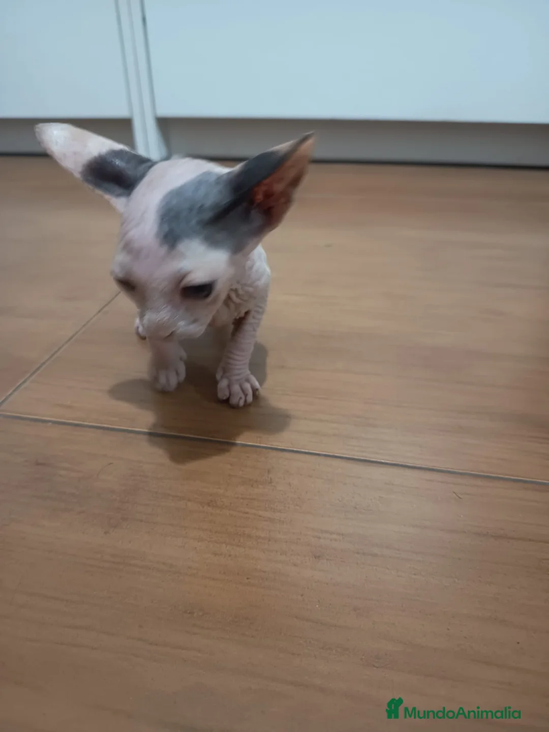 Sphynx gatos en venta: Gato egipcio  - Anuncio 1