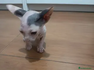 Sphynx gatos Gato egipcio - Anuncio 1
