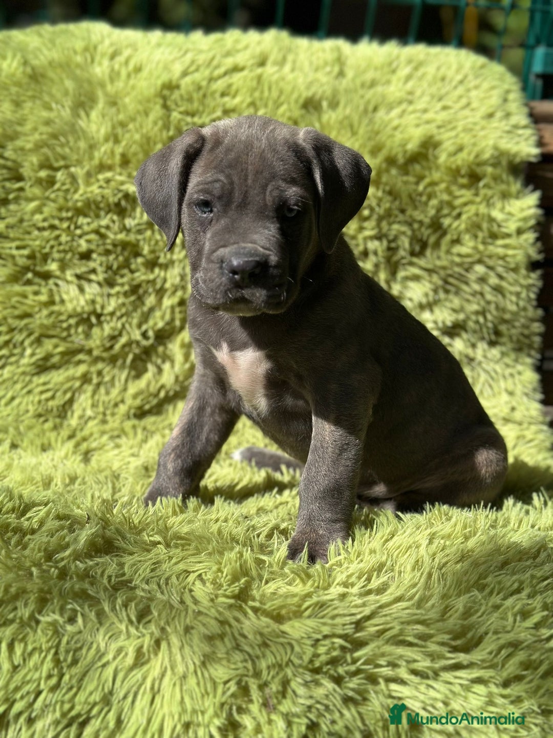 Cane Corso perros en venta: Cane corso - Imagen 5