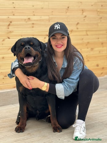Rottweiler perros - Anuncio 3