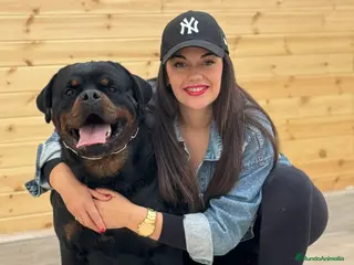 Rottweiler perros Rottweiler - Anuncio 2