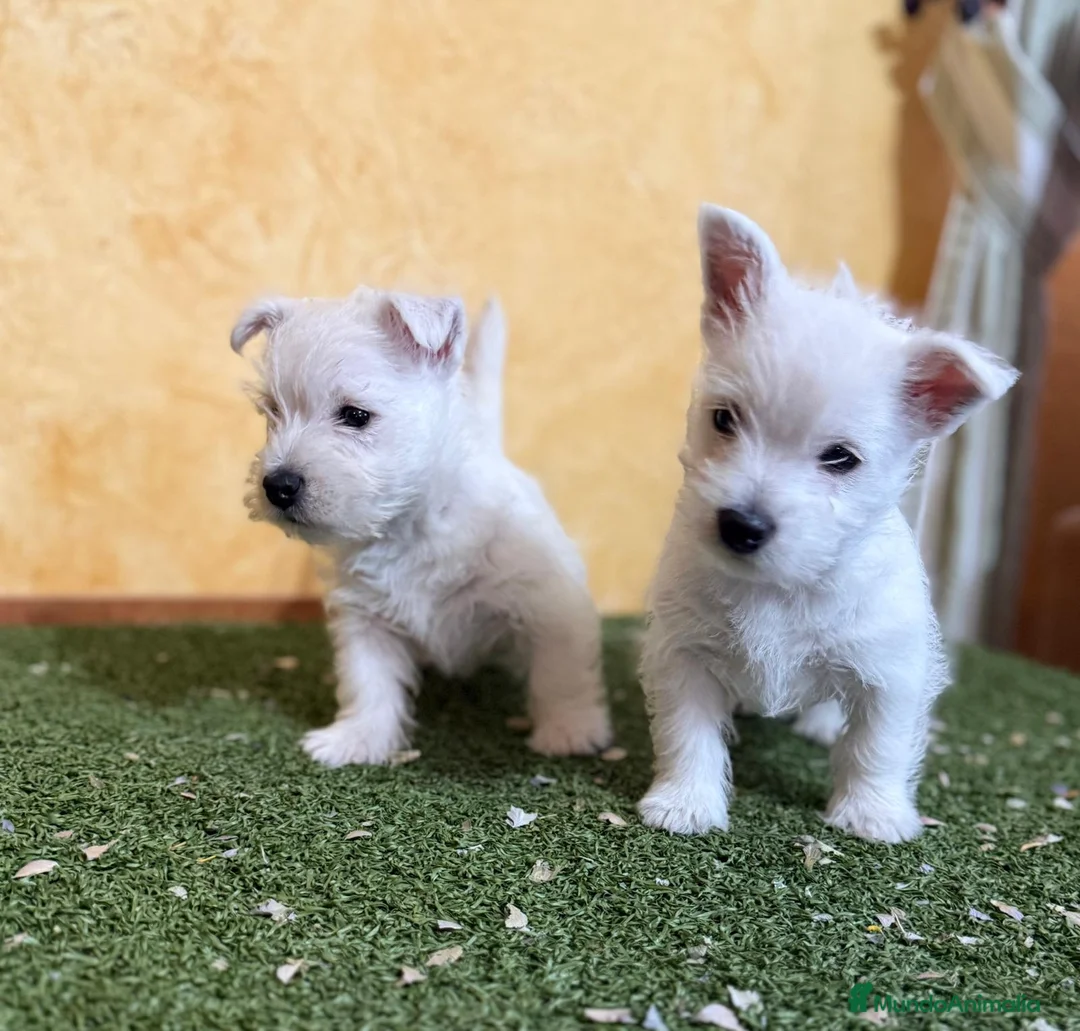 West Highland White Terrier perros en venta: Westys maravillosa raza  - Anuncio 5