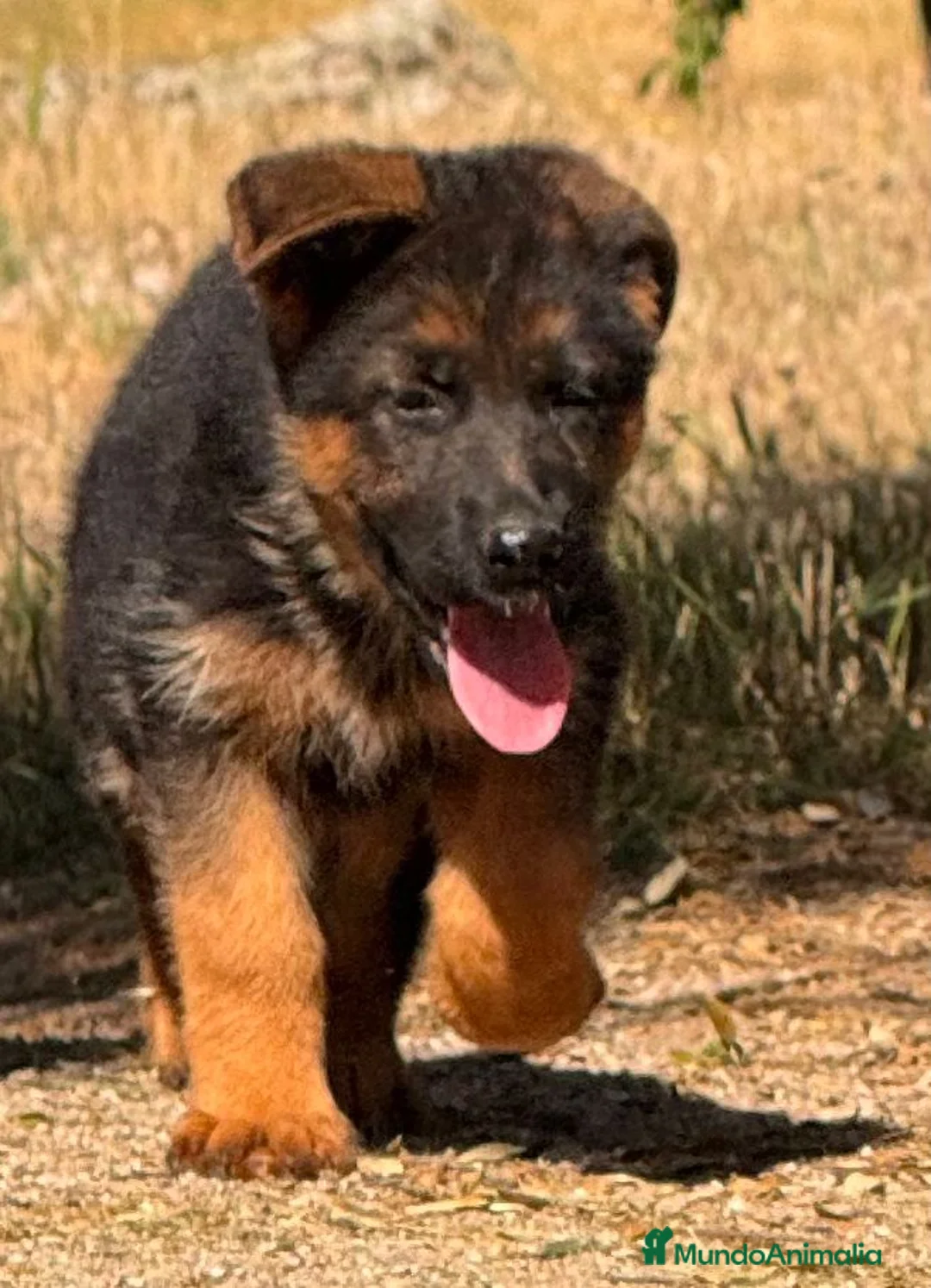 Pastor Alemán perros en venta: la mejor hembra de pastor alemán  - Anuncio 2