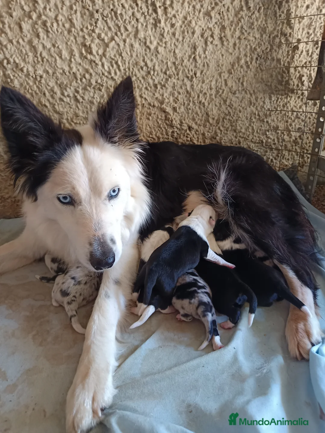 Border Collie perros en venta: Border collie  - Anuncio 2
