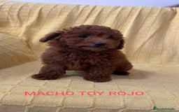 Caniche Toy perros en venta: CANICHES TOYS CALIDAD Y SELECCIÓN  - Imagen 4
