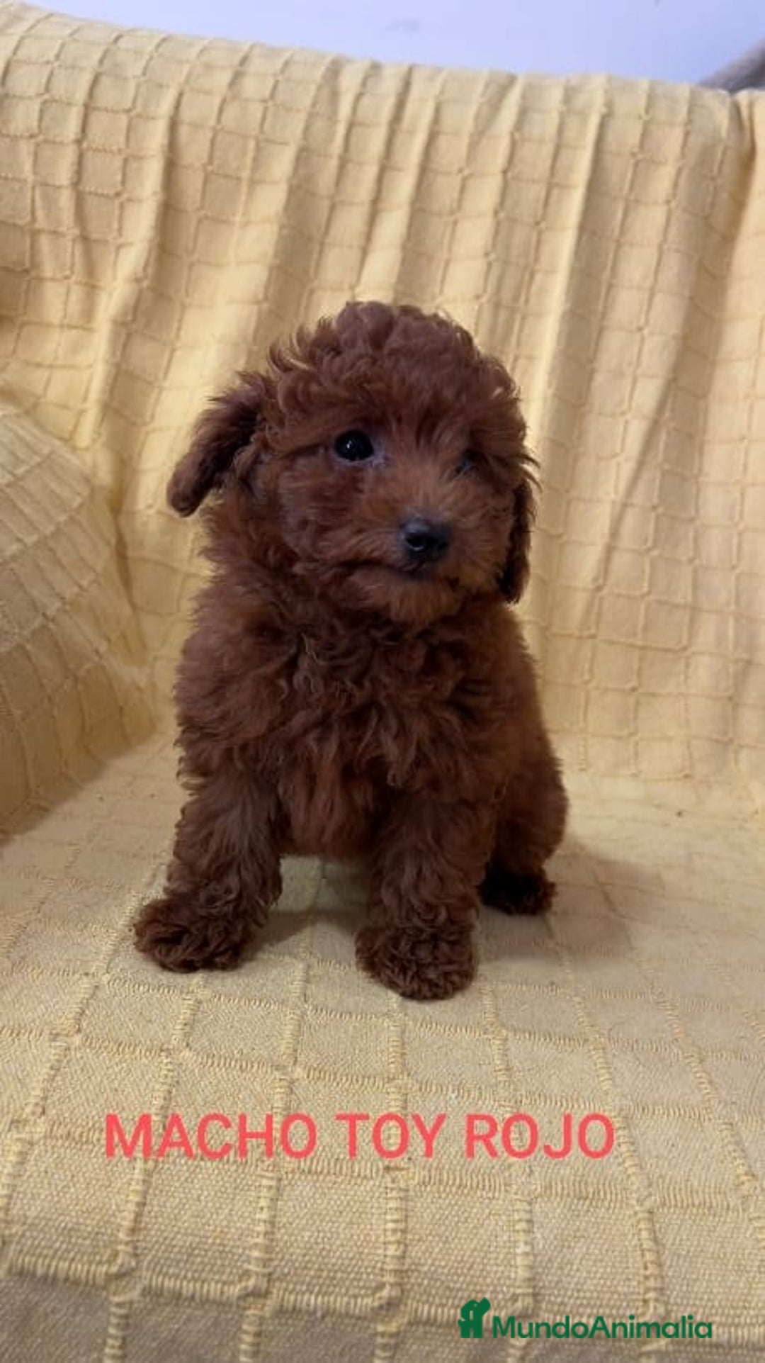 Caniche Toy perros en venta: CANICHES TOYS CALIDAD Y SELECCIÓN  - Imagen 4