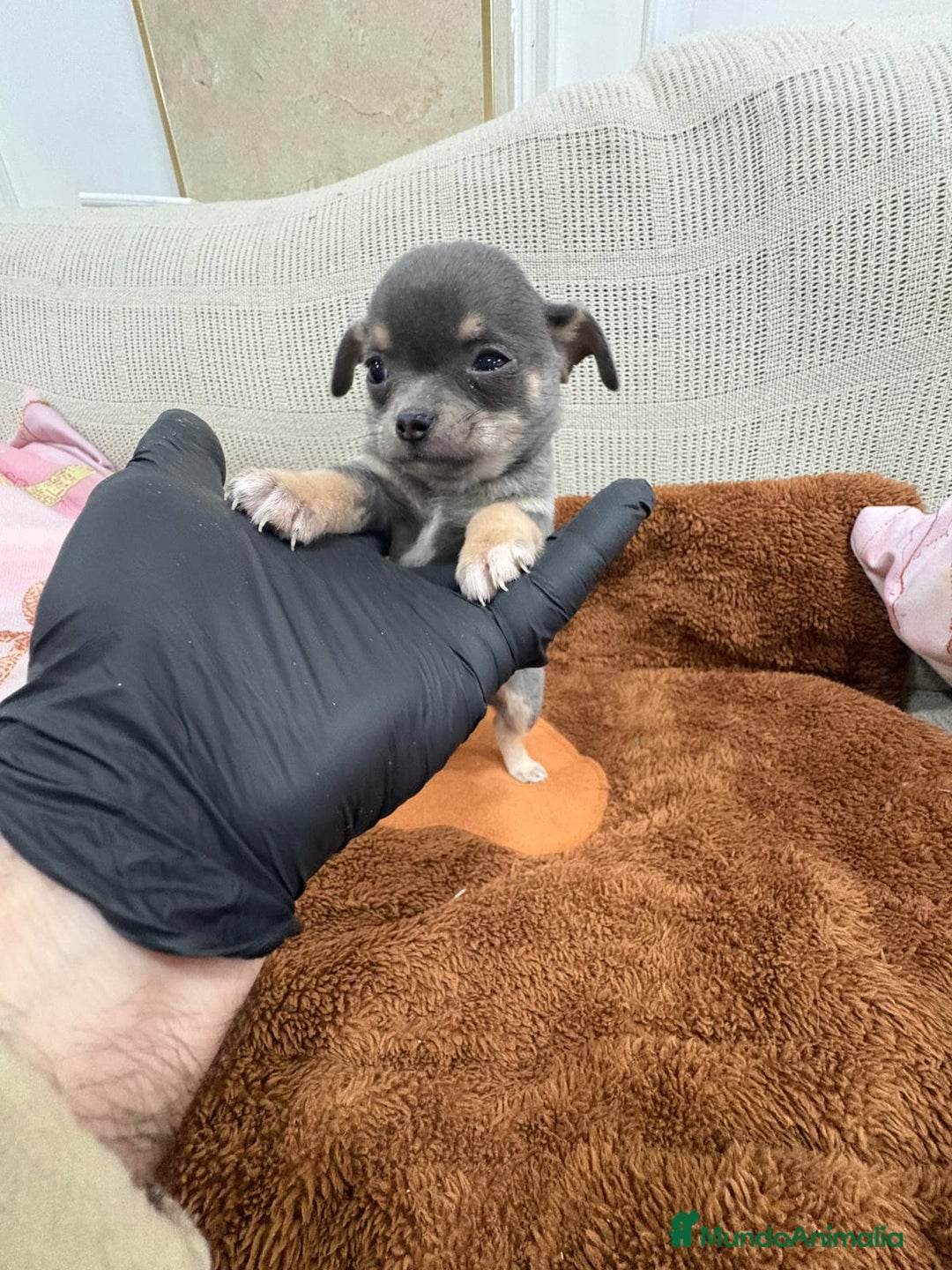Chihuahua perros en venta: Impresionante Chihuahua blue - Anuncio 10