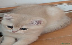 Británico de Pelo Corto gatos en venta: British shorthair en variedad golden - Imagen 8