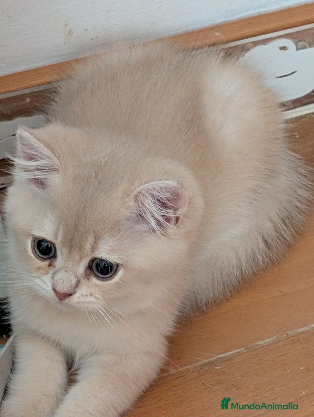 Británico de Pelo Corto gatos en venta: British shorthair en variedad golden - Imagen 8