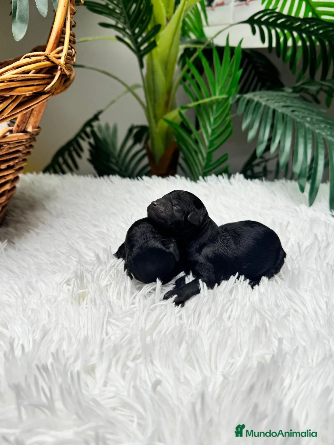 Caniche Toy perros en venta: CANICHE TOY  - Anuncio 2