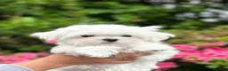 Bichón Maltés perros en venta: BICHON MALTÉS  - Anuncio 2