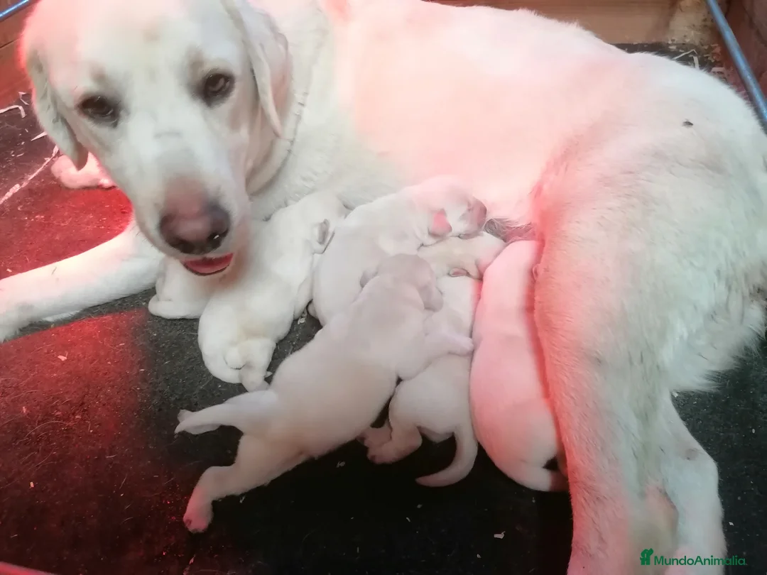Labrador Retriever perros en venta: Cachorros labrador retriever  - Anuncio 2