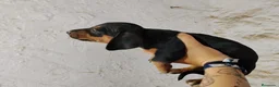 Teckel perros en venta: Teckel Arlequínes y Negros fuego - Anuncio 11