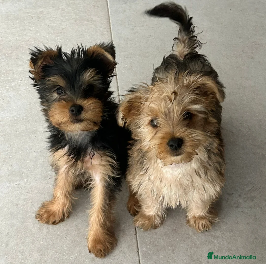 Yorkshire Terrier perros en venta: Yorkshire mini - Anuncio 3