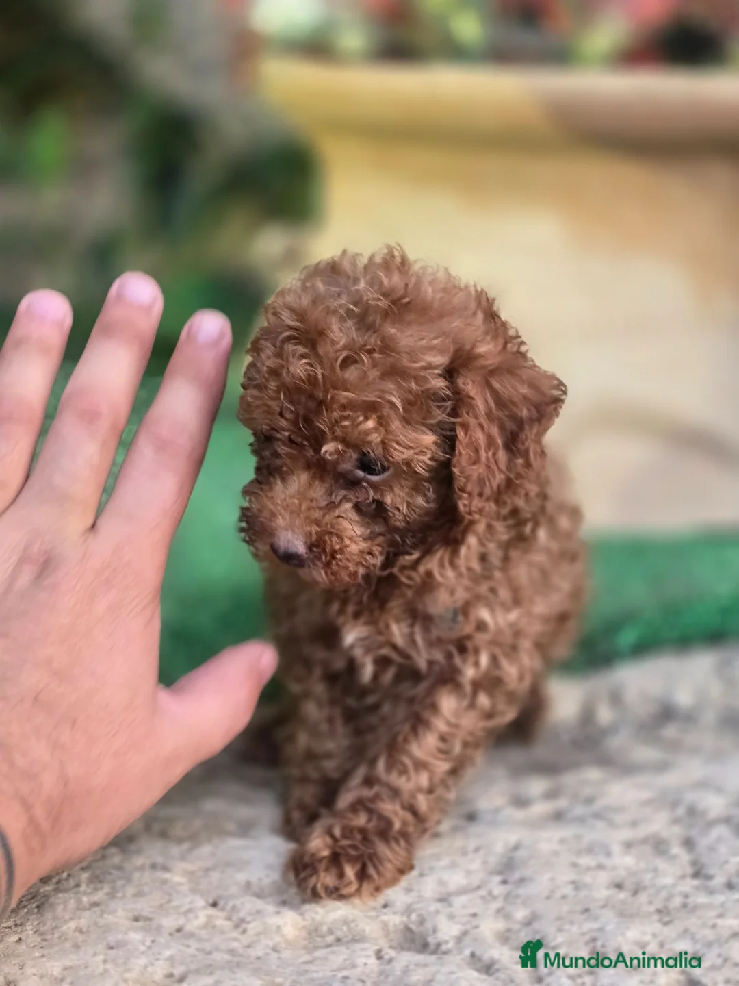 Caniche Toy perros en venta: Caniche Toy disponibles  - Anuncio 3