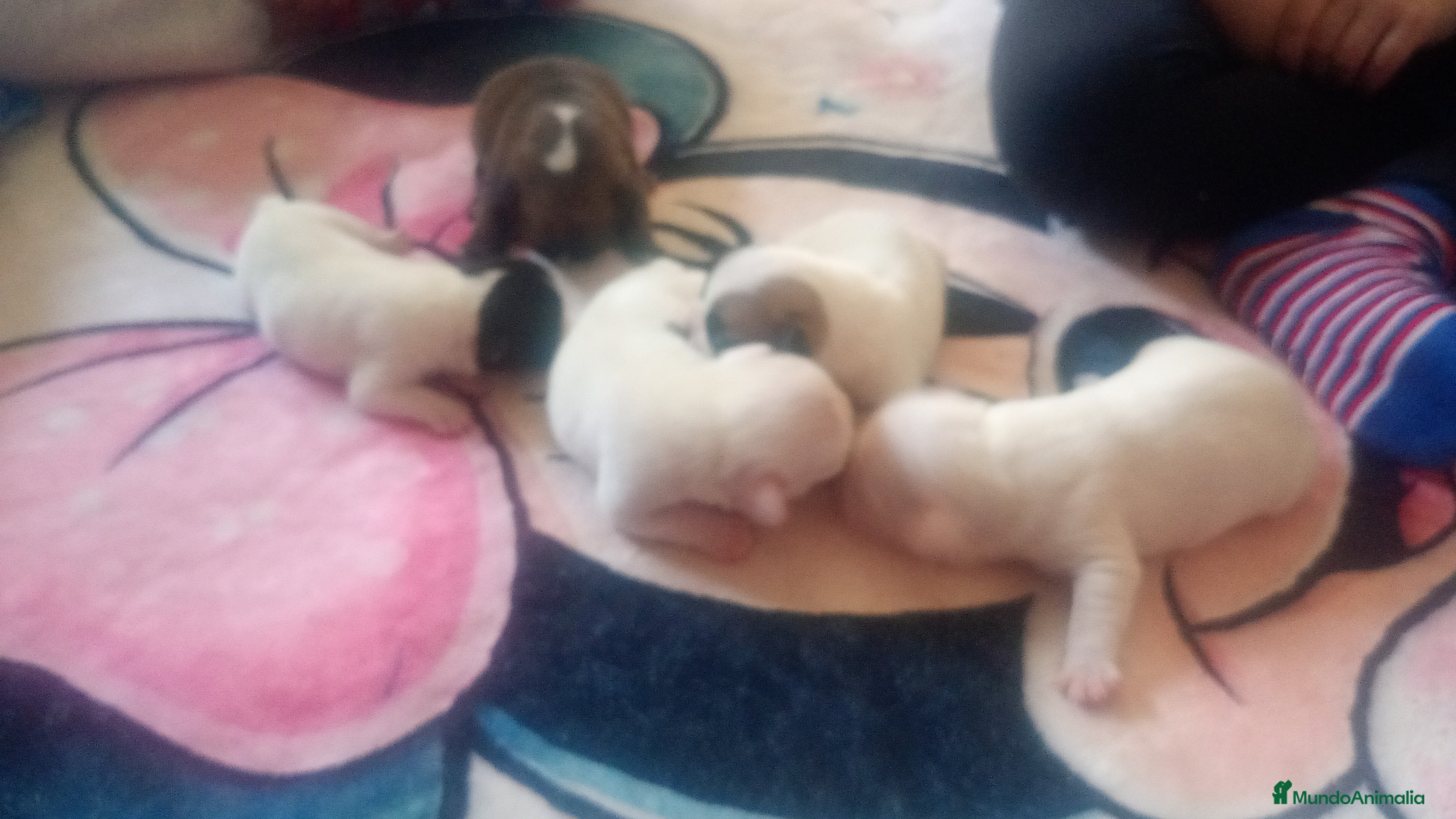 Bulldog Francés perros Bulldog francés  - Anuncio 17