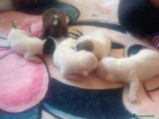 Bulldog Francés perros Bulldog francés - Anuncio 17