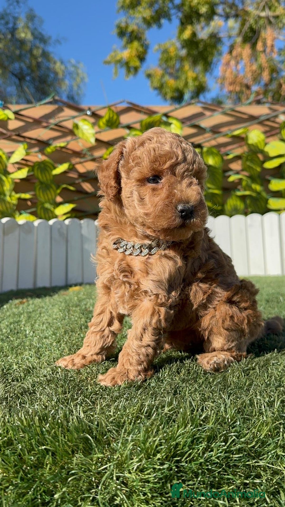 Caniche Toy perros en venta: CANICHE TOY MACHO - Anuncio 21