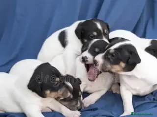 Ratonero Bodeguero Andaluz perros Bodeguero - Anuncio 1