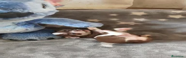 Chihuahua 1