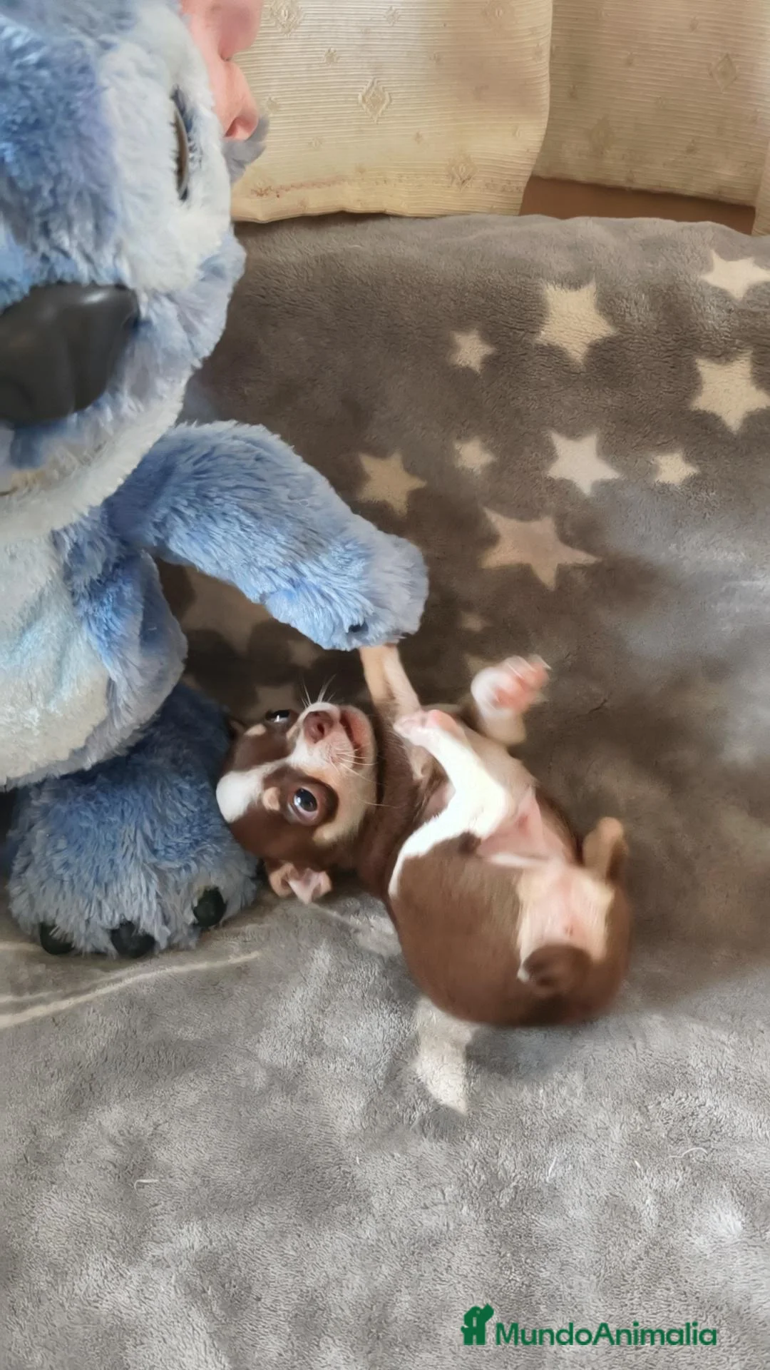 Chihuahua perros en venta: Chihuahua tricolor machos - Anuncio 2