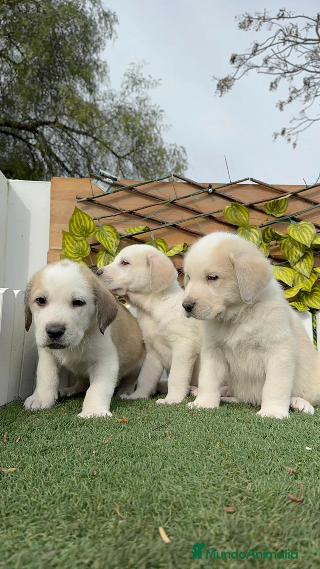 Mastín Español perros en venta: MASTIN ESPAÑOL-CACHORROS PUROS Y RESPONSABLES - Anuncio 2